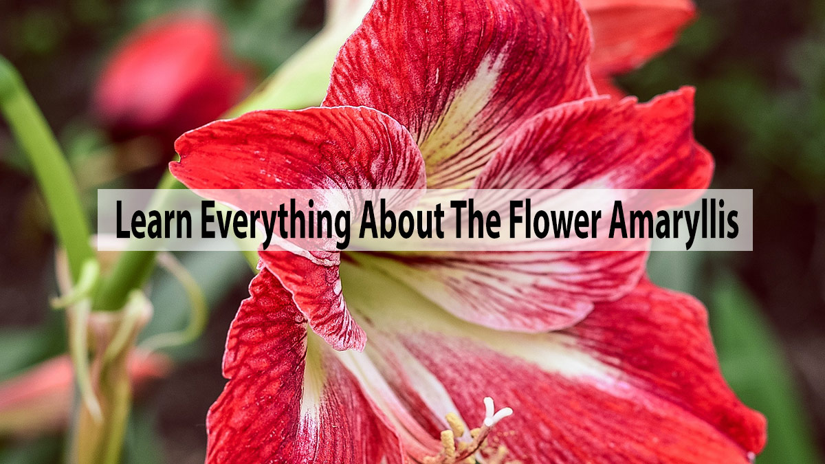 everything about the flower amaryllis