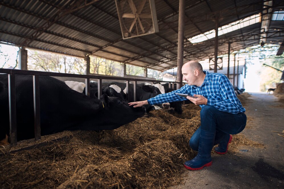 calf creep feeders