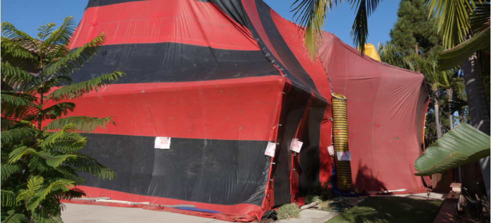 bed bugs fumigation Springfield MO