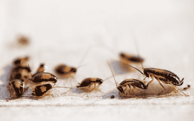 cockroach exterminator Colorado Springs