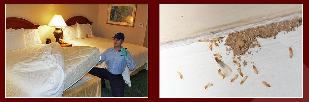 bed bug removal Springfield MO